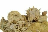 Miniature Fossil Cluster (Ammonites, Bivalves) - France #349339-2